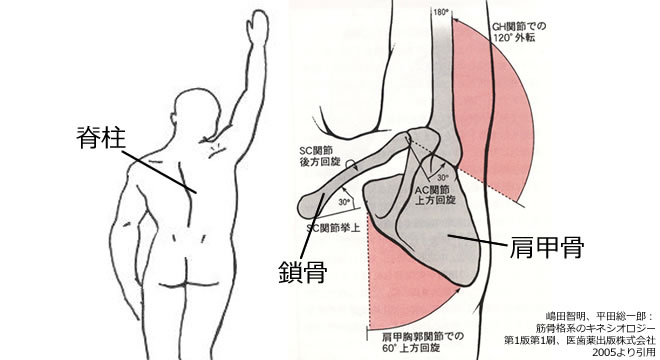 肩が挙がるのは 脊柱や肩甲骨、鎖骨などが協調して運動した結果です。