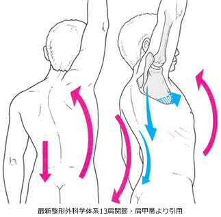 脊柱（せきちゅう）と肩甲骨（けんこうこつ）を動かせば痛みは楽になり肩は挙がり易くなります。